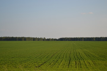 Fototapeta premium landscape with green field and blue sky