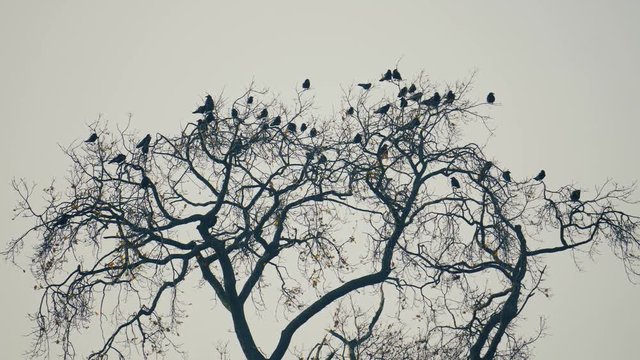 winter flock of birds fly away - Staffordshire, England - December 2018