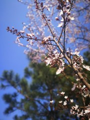 Sakura blossom