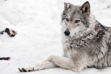 Obraz premium A female wolf lies in the snow, a proud animal looks forward with a clear look,