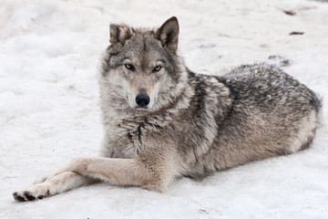 A female wolf lies in the snow, a proud animal looks forward with a clear look,