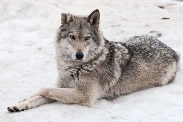A female wolf lies in the snow, a proud animal looks forward with a clear look,