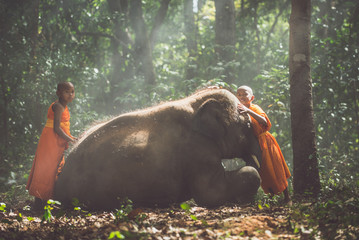 Thai monks walking in the jungle with baby elephants