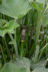 Libelle beim Schlupf