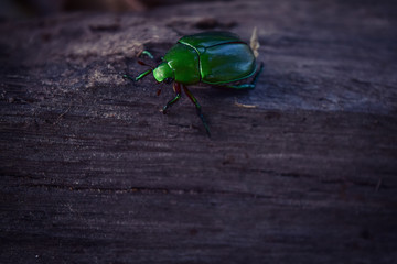 insect green to fly