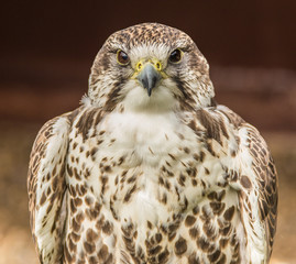 Portrait of young falcon