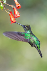 Blue hummingbird Violet Sabrewing flying next to beautiful red flower. Tinny bird fly in jungle. Wildlife in tropic Costa Rica. Two bird sucking nectar from bloom in the forest. Bird behaviour