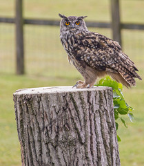 Portrait of an Eagle owl on a tree stump surveying the area