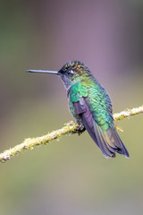 Fototapeta premium Blue hummingbird Violet Sabrewing flying next to beautiful red flower. Tinny bird fly in jungle. Wildlife in tropic Costa Rica. Two bird sucking nectar from bloom in the forest. Bird behaviour