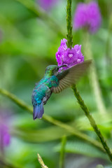 Obraz premium Blue hummingbird Violet Sabrewing flying next to beautiful red flower. Tinny bird fly in jungle. Wildlife in tropic Costa Rica. Two bird sucking nectar from bloom in the forest. Bird behaviour