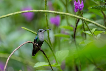 Blue hummingbird Violet Sabrewing flying next to beautiful red flower. Tinny bird fly in jungle. Wildlife in tropic Costa Rica. Two bird sucking nectar from bloom in the forest. Bird behaviour