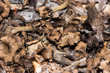 Close up shoot of the group of Craterellus cornucopioides fungi