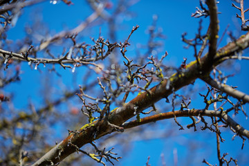 Ice on branches