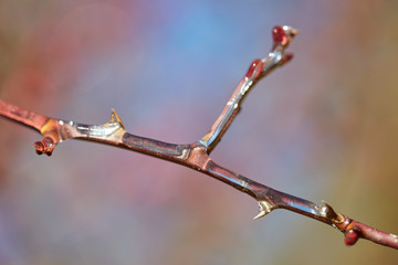 Twig covered in ice