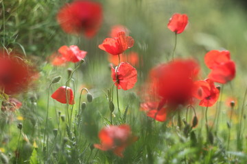  Poppies in the field