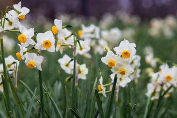 Obraz premium Japanese Narcissus flowers are blooming on the lawn. Winter season.