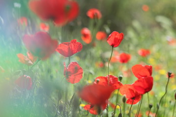 Obraz premium Poppies in the field