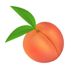 Fresh peach icon. Realistic illustration of fresh peach vector icon for web design isolated on white background