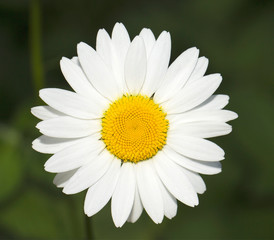 Obraz premium White fine camomile. Close up