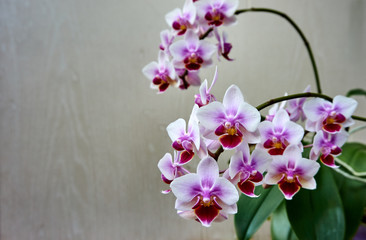 Phalaenopsis flowers Brother Pico Sweetheart mini orchids. Phalaenopsis, moth of orchids on a...