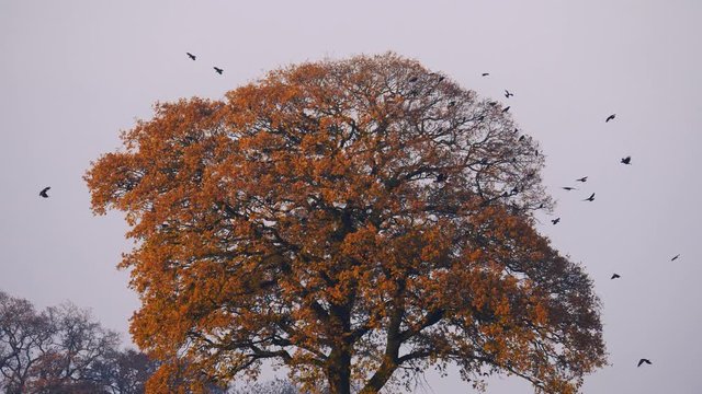 autumn flock of birds flying around oak tree - Staffordshire, England - December 2018