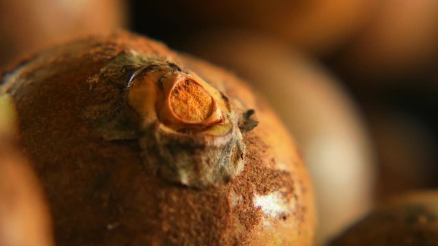 Shallow depth of field still macro shot of a coyol palm fruit, ready for producing