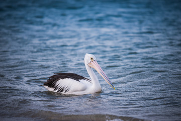 pelicans on the beach