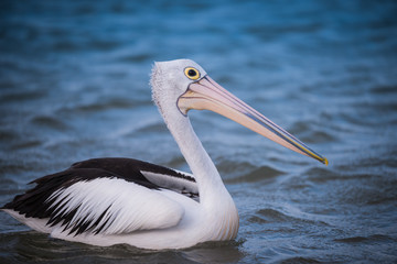 pelican swimming in the ocean