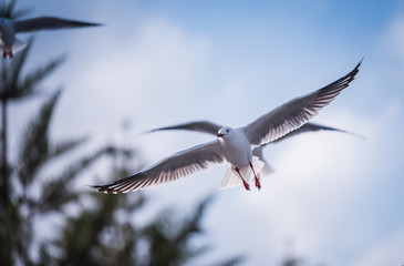 seagull in flight