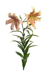 Fototapeta na wymiar Branch orange lily flower isolated on white background.
