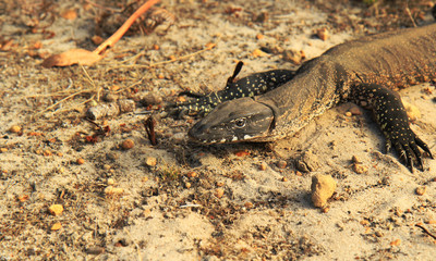 Rosenberg  Monitor (Varanus rosenberg) On Kangaroo island 