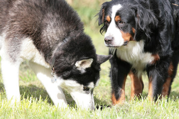 Husky und Bernersennenhund zusammen draußen