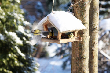 bird on feeder