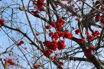  Last year's viburnum berries look bright against a blue sky