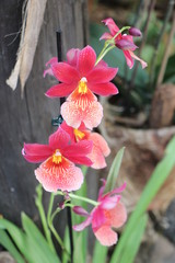 orchid flower in nature