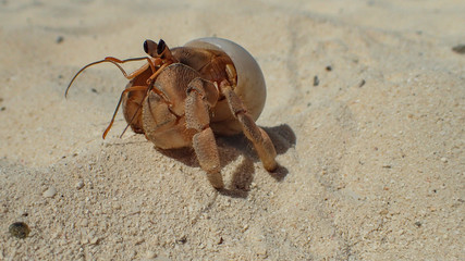 A funny crabe on the beach of Maldives