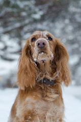 Full face portrait of young red russian spaniel dog with some snow on its muzzle