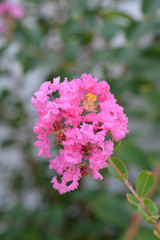 Crepe myrtle