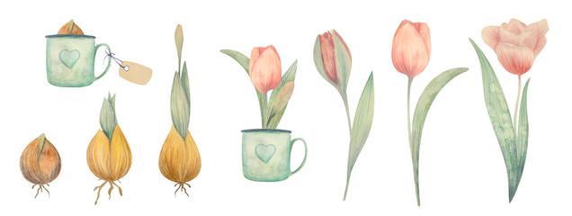 Watercolor hand drawn spring set with tulips. Planting flowers.