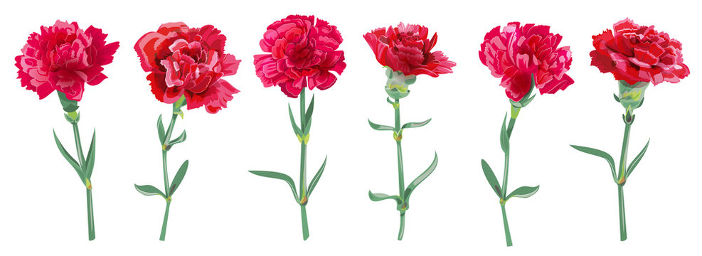 2,900+ Carnation Drawing Stock Photos, Pictures & Royalty-Free Images -  iStock