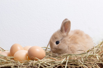 Little brown rabbit with eggs sitting on straw nest with congrete background. It's small mammals in the family Leporidae of the order Lagomorpha. Animal studio portrait. © krumanop