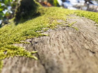 moss