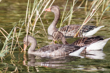 Graugänse