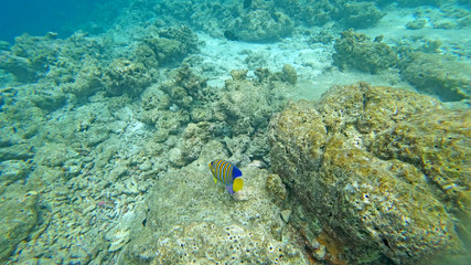 Naklejka na ściany i meble The underwater world the Indian Ocean Maldives with corals and fish