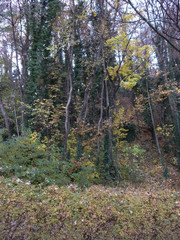laubwald