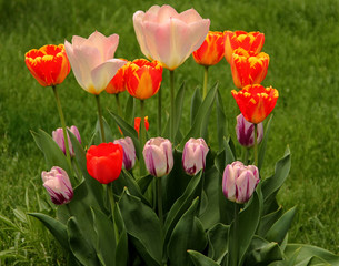 photo of a small garden of spring tulips of different colors and size