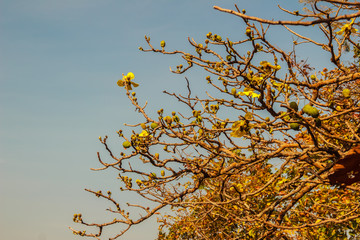 Beautiful yellow flower of great elephant apple tree, or Dillenia obovata (Blume) Hoogland.