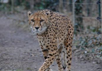 Naklejka na ściany i meble Cheetah in zoo