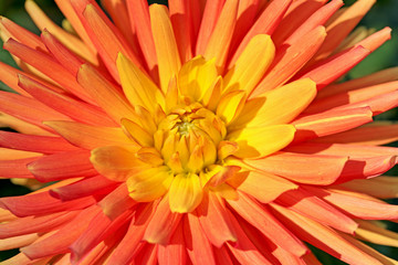 Blühende Dahlie in Orange, Nahaufnahme