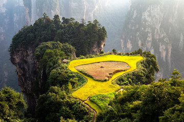 Spectacular rice terrace, called the &ldquo;air garden&rdquo;, in front of Laowuchang village, in Yuanjiajie area of Wulingyuan National Park, Zhangjiajie, China. This national park inspired &ldquo;Avatar&rdquo; movie